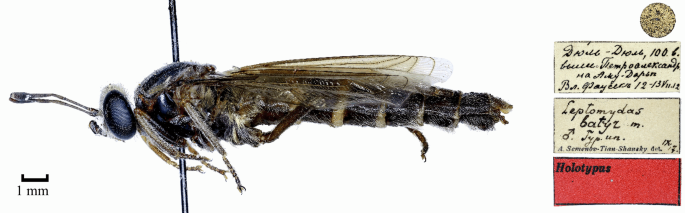 Type Specimens of the Flies of the Family Mydidae (Diptera) in the Collection of the Zoological Institute of the Russian Academy of Sciences in St. Petersburg