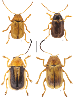 New Data on the Fauna of Leaf Beetles (Coleoptera, Chrysomelidae) from the South of the Russian Far East