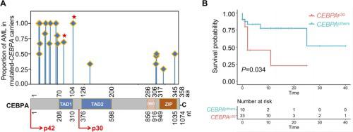 Clinical features and management of germline CEBPA-mutated carriers