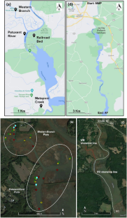 Understanding the Fate of Jug Bay Tidal Freshwater Marshes Under Current Relative Sea Level Rise Conditions