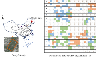 Ectomycorrhizal trees enhanced water-holding capacity in forest ecosystems in northeastern China