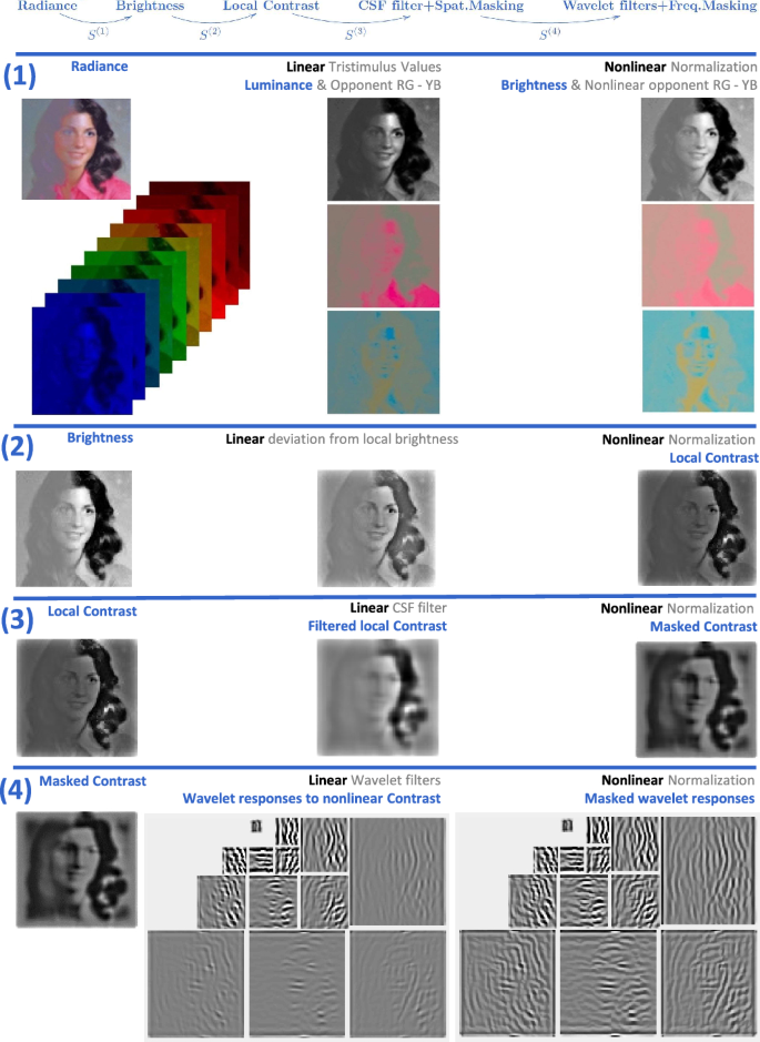 Cortical Divisive Normalization from Wilson–Cowan Neural Dynamics