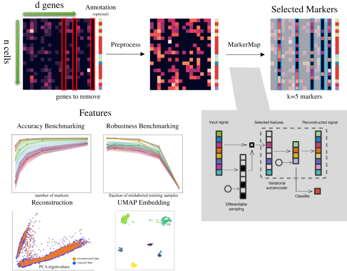 MarkerMap: nonlinear marker selection for single-cell studies.