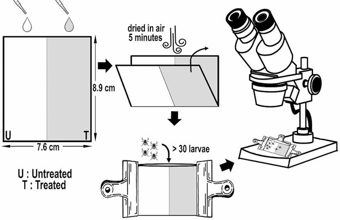 Larvicidal and repellent effects of essential oils on the brown dog tick (Rhipicephalus sanguineus Sensu lato) with description of new larval repellent activity test method.