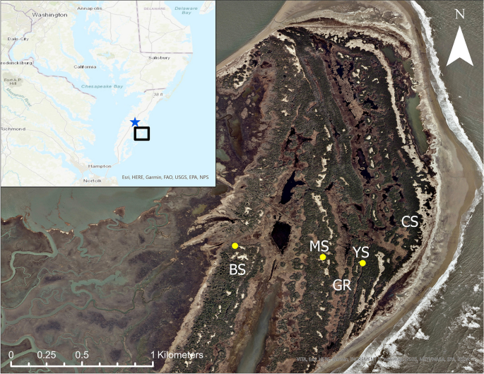 Shrub Age and Water Dynamics Influence Primary Production, Carbon, and Nitrogen Stocks in a Coastal Environment