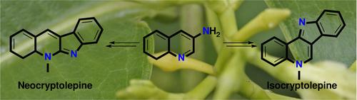 Regiodivergent Synthesis and Biological Activities of Indoloquinoline Based Compounds