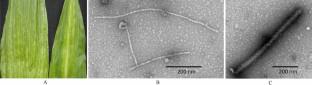 Development of Polyclonal Antibodies-Based Serological Method for the Detection of Calanthe Mild Mosaic Virus and Application in Virus Certification Programme.