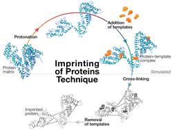 Theoretical design of imprinted albumin against foodborne toxins†