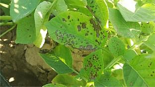 Utilization of Antagonistic Bacteria for Managing Potato Brown Leaf Spot Caused by Alternaria tenuissima and Plant-Associated Biochemical Changes During Disease Development