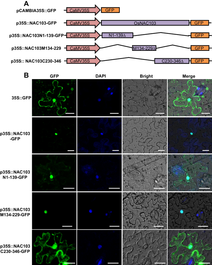 OsNAC103, a NAC Transcription Factor, Positively Regulates Leaf Senescence and Plant Architecture in Rice.