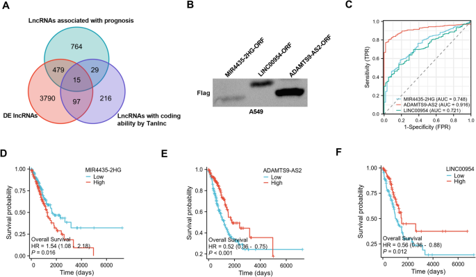 A novel lncRNA-hidden polypeptide regulates malignant phenotypes and pemetrexed sensitivity in A549 pulmonary adenocarcinoma cells.