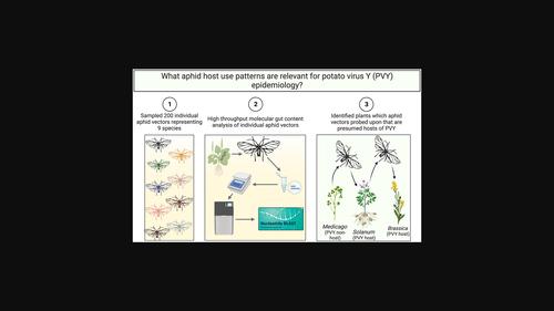 High-throughput molecular gut content analysis of aphids identifies plants relevant for potato virus Y epidemiology.