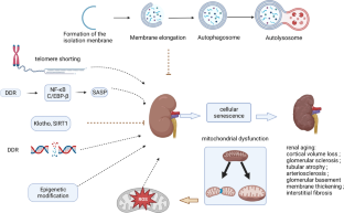 Renal aging and mitochondrial quality control.