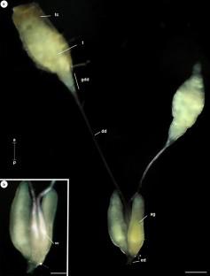 Insights into the male reproductive system and spermatozoa of Lutzia bigoti (Diptera: Culicidae)