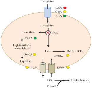 Transcriptome Analysis of a Wine Yeast Strain with a Deletion of the CAR1 Arginase Gene