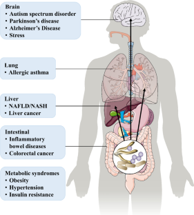 New dawn of ginsenosides: regulating gut microbiota to treat metabolic syndrome