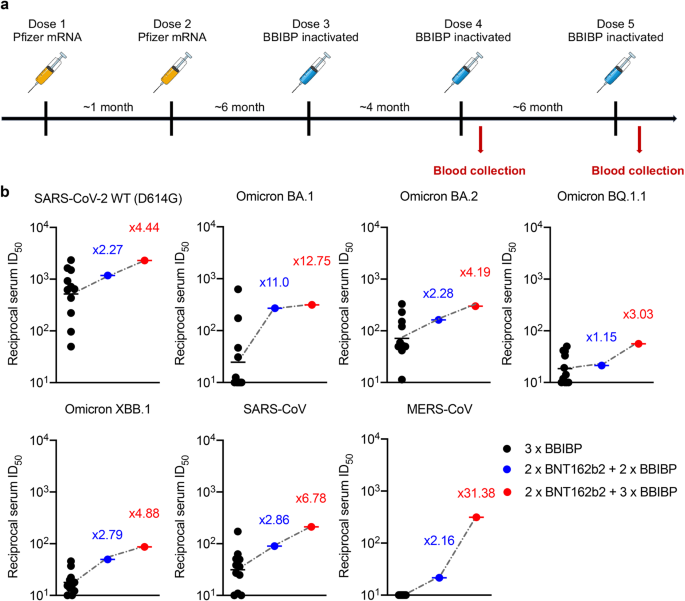 Potent and broadly neutralizing antibodies against sarbecoviruses induced by sequential COVID-19 vaccination.