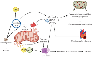 An Insight into the Approach Taken to Appurtenances Disorders Linked to Mitochondria