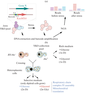 Genetic Screening using High-Throughput Barcode Sequencing of Saccharomyces cerevisiae Knockout Collection: Search for Regulators of mtDNA Intracellular Selection