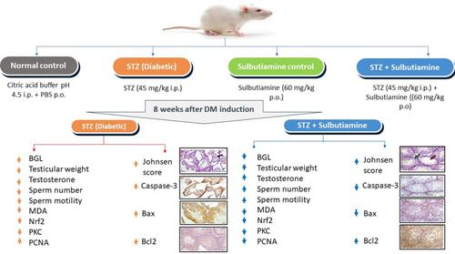 Ameliorating diabetes-induced testicular dysfunction by modulating PKC/Nrf2/Bcl-2 signaling: Protective role of sulbutiamine