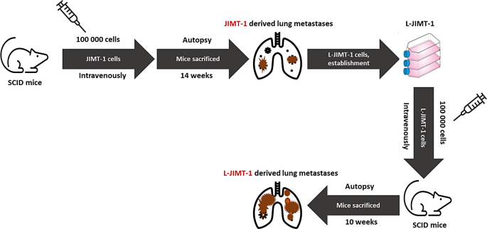 Comparison of trastuzumab emtansine, trastuzumab deruxtecan, and disitamab vedotin in a multiresistant HER2-positive breast cancer lung metastasis model