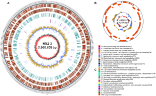 The biocontrol roles of cyclic lipopeptide putisolvin produced from Pseudomonas capeferrum HN2-3 on the Phytophthora blight disease in cucumbers