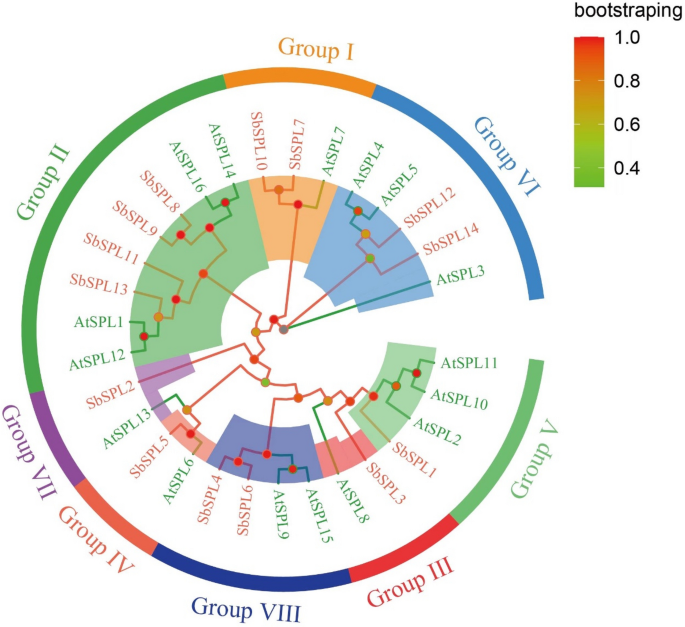 Genome-wide identification, stress- and hormone-responsive expression characteristics, and regulatory pattern analysis of Scutellaria baicalensis SbSPLs.