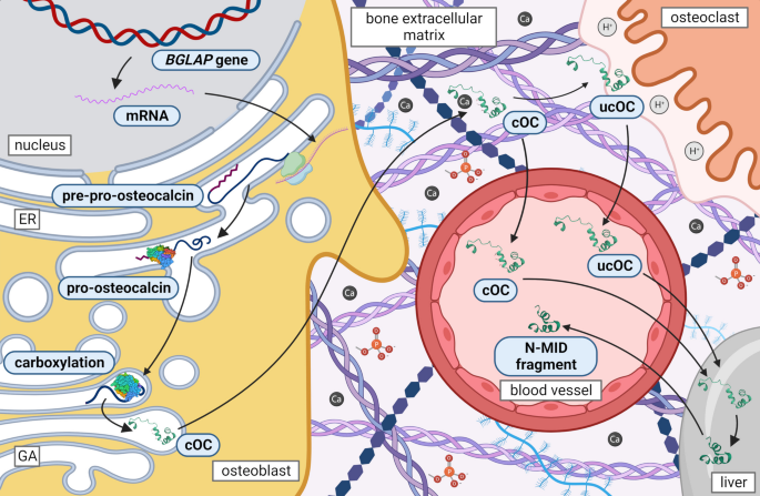 Current knowledge of bone-derived factor osteocalcin: its role in the management and treatment of diabetes mellitus, osteoporosis, osteopetrosis and inflammatory joint diseases.