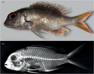 First Record of Redfin Emperor Monotaxis heterodon (Lethrinidae) from Indian Waters with Molecular Confirmation