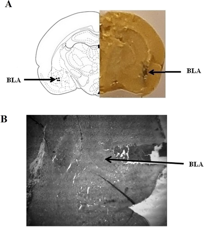 Lateralization of the 5-HT<sub>1A</sub> receptors in the basolateral amygdala in metabolic and anxiety responses to chronic restraint stress.