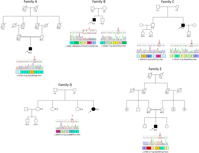 Hereditary spastic paraparesis type 46 (SPG46): new GBA2 variants in a large Italian case series and review of the literature.