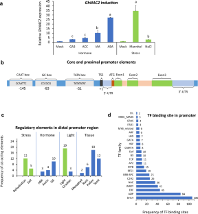 Functional characterization of GhNAC2 promoter conferring hormone- and stress-induced expression: a potential tool to improve growth and stress tolerance in cotton