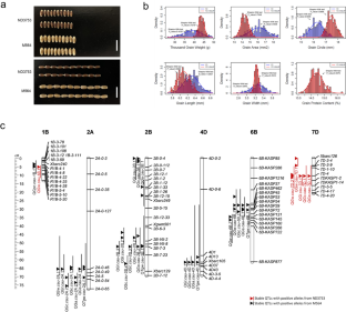 A novel variation of <i>TaGW2-6B</i> increases grain weight without penalty in grain protein content in wheat (<i>Triticum aestivum</i> L.).