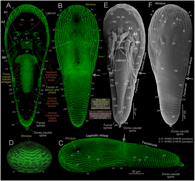 Autofluorescence imaging of exuviae as a tool for studying slide preparations of micro-arthropods, exemplified by a museum collection of the enigmatic crustacean “y-larvae” (Pancrustacea: Facetotecta)