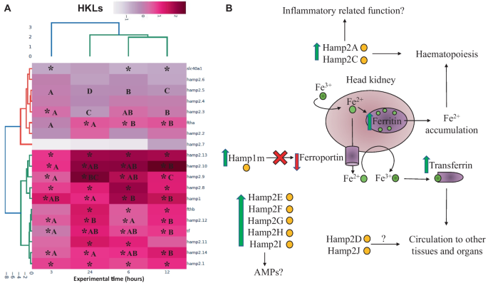 Participation of Hepcidins in the Inflammatory Response Triggered by λ-Carrageenin in Gilthead Seabream (Sparus aurata)