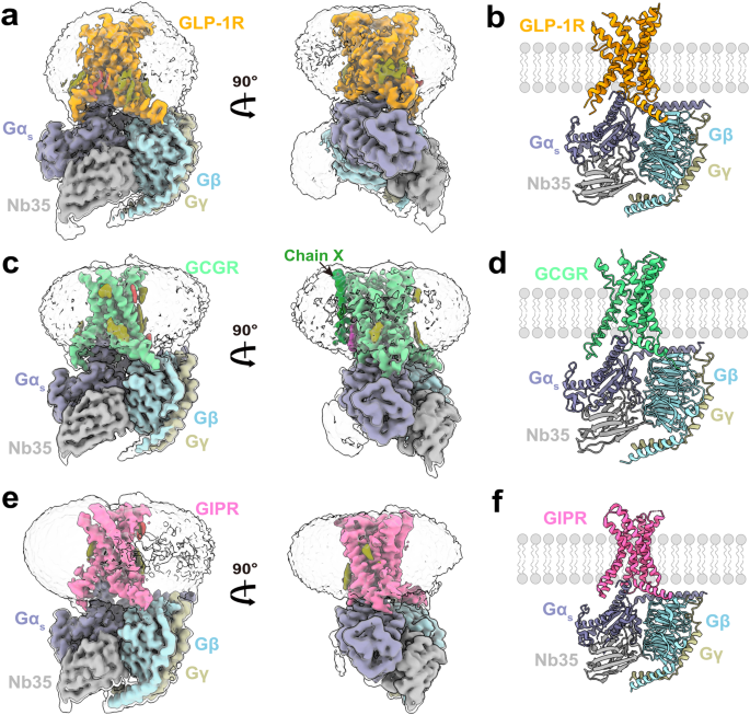 Molecular features of the ligand-free GLP-1R, GCGR and GIPR in complex with G<sub>s</sub> proteins.