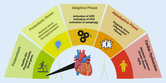 Cardiac proteostasis in obesity and cardiovascular disease.