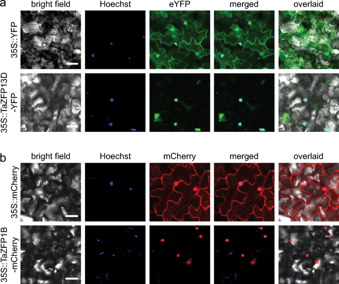 Modulation of the wheat transcriptome by TaZFP13D under well-watered and drought conditions.