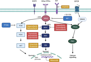 Therapeutic Strategies in BRAF V600 Wild-Type Cutaneous Melanoma.