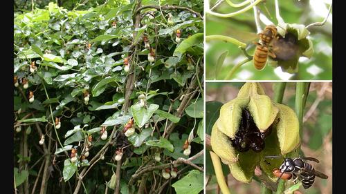 First report of vespicochory in Aristolochia shimadae Hayata (Aristolochiaceae) in Japan