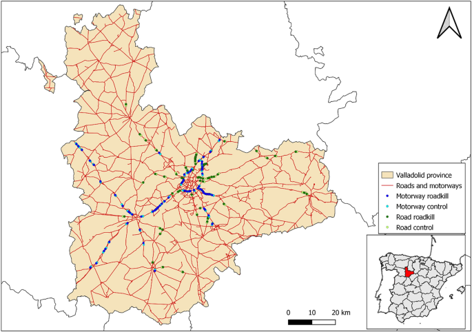 Factors determining roadkills in a mammal carnivore are road-type specific