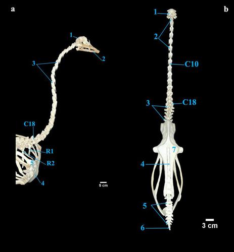 Anatomical and morphometric studies on the axial skeleton of ostrich (Struthio camelus)