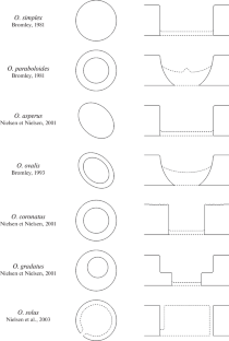 Bioerosion Structures on Benthic Foraminiferal Tests from the Upper Cretaceous and Paleogene of Western Siberia