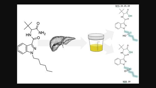 ADB-HEXINACA—a novel synthetic cannabinoid with a hexyl substituent: phase I metabolism in authentic urine samples, a case report and prevalence on the German market