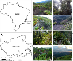 How do phoront density and anuran host traits affect phoresy?