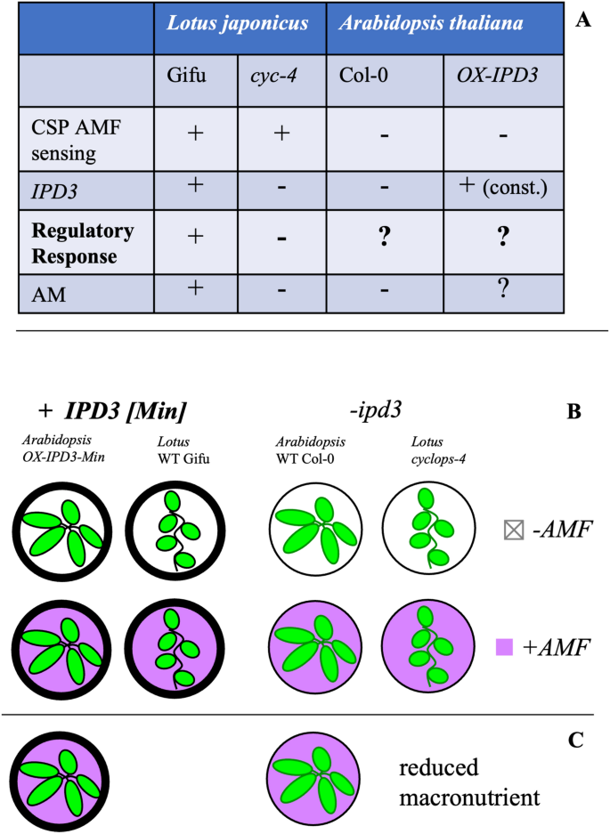 IPD3, a master regulator of arbuscular mycorrhizal symbiosis, affects genes for immunity and metabolism of non-host Arabidopsis when restored long after its evolutionary loss.