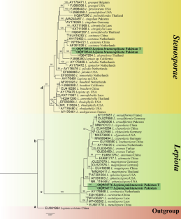 Taxonomy and phylogeny reveal two novel species of genus Lepiota (Agaricaceae, Agaricales) from Punjab, Pakistan