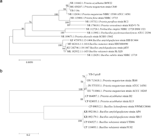 Biocontrol potential of Priestia megaterium YB-3 against Meloidogyne graminicola and its impact on the rhizosphere microbial community