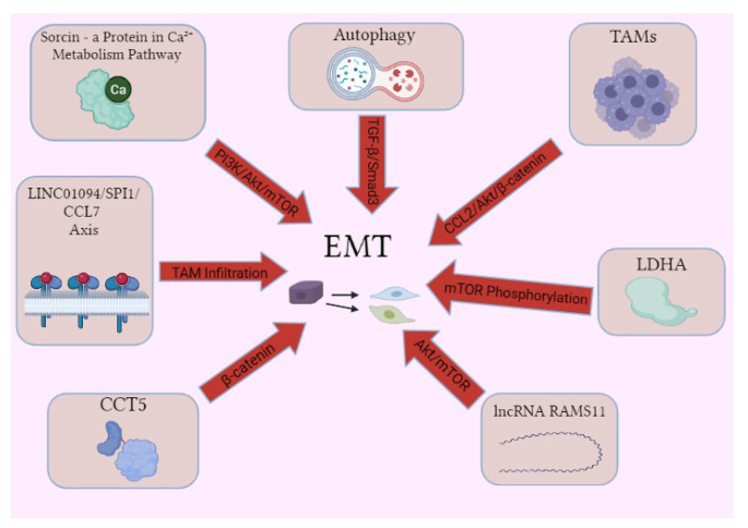 Phenotypic Transitions the Processes Involved in Regulation of Growth and Proangiogenic Properties of Stem Cells, Cancer Stem Cells and Circulating Tumor Cells.