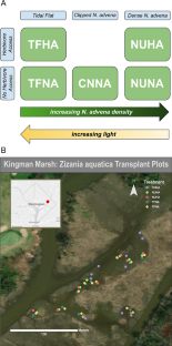 Competition Overshadows Associational Defenses from Nuphar advena for Zizania aquatica in a Restored Tidal Freshwater Marsh